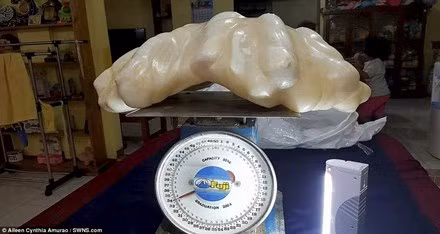 Ngọc trai khổng lồ. Một người câu cá đã vô tình nhặt được viên ngọc trai khổng lồ tại bờ biển ở đảo Palawan, Philippine. Điều đặc biệt là anh không hề biết được giá trị thật của vật kỳ dị này và để trong nhà như một vật may mắn.