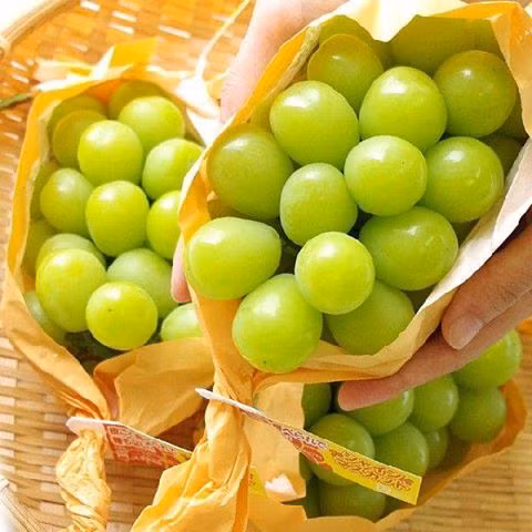 Nho mẫu đơn là loại quả Nhật đắt đỏ nhất tại Việt Nam. Loại trái cây cao cấp này quả đều tăm tắp, giòn ngọt, vị thơm nồng nhờ được trồng bằng kỹ thuật khắt khe.