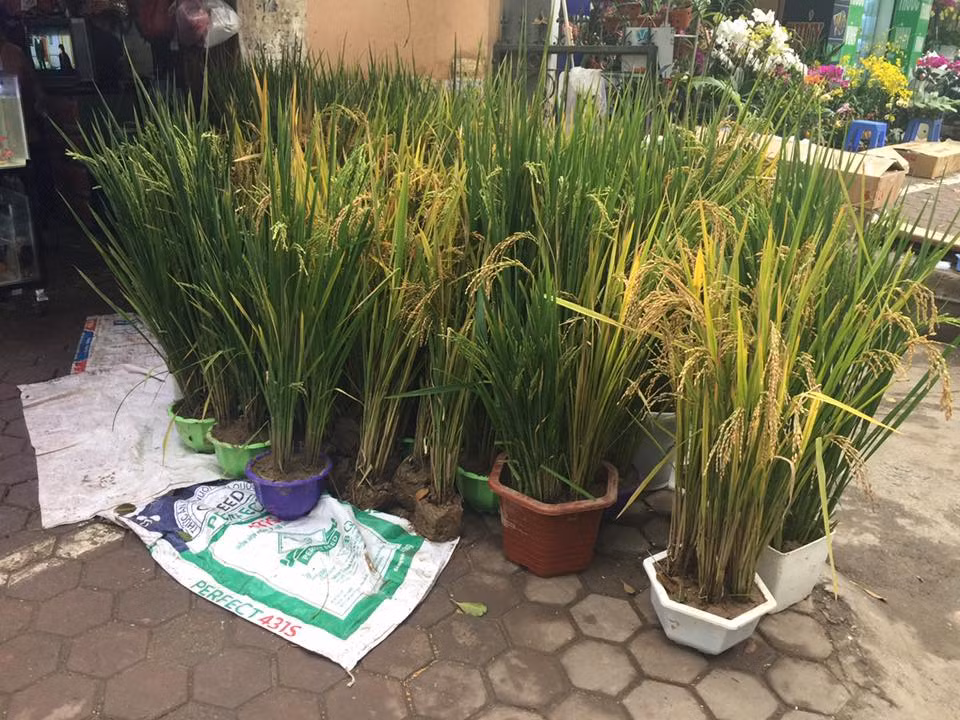 Nghe có vẻ lạ nhưng lúa cảnh trưng Tết đang rất được ưa chuộng trong hai năm trở lại đây. Năm nay là năm con gà nên loại cây cảnh độc lạ này trở nên hút khách hơn bao giờ hết. Bởi mọi người quan niệm lúa là thức ăn của gà, đầu năm gà có lúa là cả năm ắt hẳn sung túc, may mắn.
