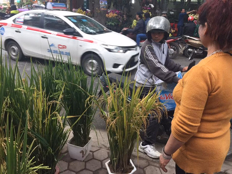 Nhiều khách hàng đi đường tò mò dừng lại hỏi mua lúa cảnh trưng Tết Đinh Dậu.