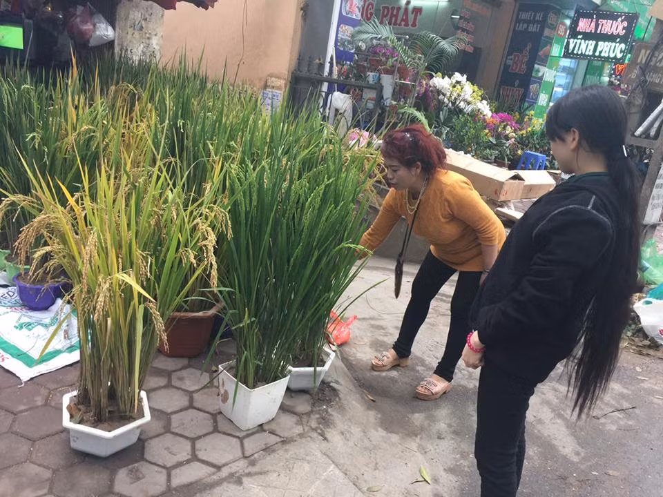 Chị Vân đang tư vấn chọn lúa cho khách hàng.