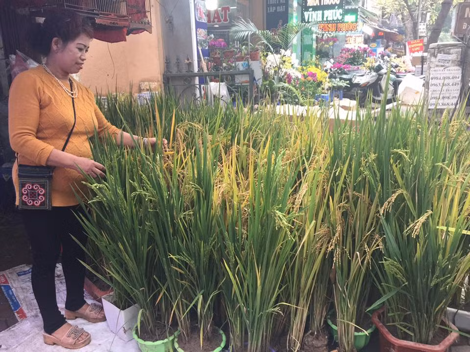 Chị Thanh Vân, chủ cửa hàng bán lúa cảnh độc nhất trên phố Hoàng Hoa Thám cho biết: "Lúc tôi quyết định bán lúa cảnh trưng Tết nhiều người cười cho rằng không khả quan và khuyên tôi không nên theo đuổi ý tưởng này. Tuy nhiên, là năm thứ hai triển khai mô hình lúa cảnh này tôi nhận được nhiều phản hồi tốt từ khách hàng. Lượt khách đặt hàng mỗi dịp Tết cũng ngày càng tăng cao".