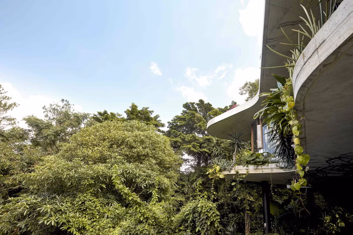 Planchonella House có diện tích gần 800m2 và được bao phủ xung quanh bởi một màu xanh mướt của cây cối.