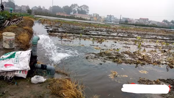 Những khu vực nước xả thải cũng được tận dụng để trồng rau.