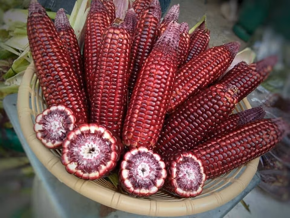 Ngô Nữ hoàng đỏ hiện được trồng thử nghiệm tại nhiều tỉnh thành trên cả nước với ưu điểm kháng bệnh tốt, thời gian sinh trưởng ngắn và cho giá trị kinh tế cao. Ảnh: Facebook.