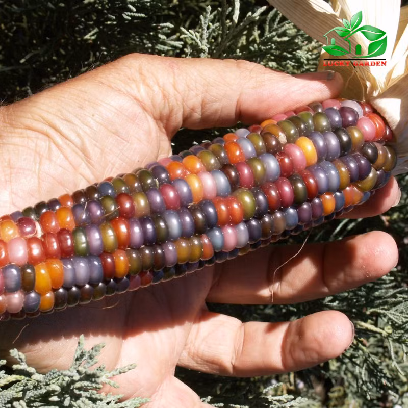 Đặc điểm nổi bật của ngô Glass Gem có thể cho hạt với hàng chục màu sắc khác nhau trên một bắp. Ảnh: Khuvuonmini.