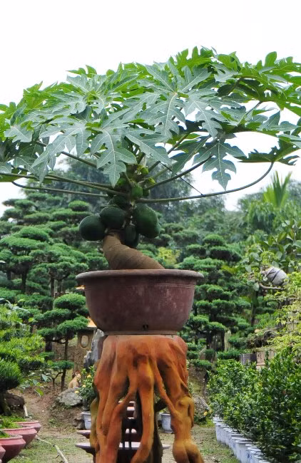 Những chậu đu đủ bonsai, dáng hoành, quả và hoa sum suê… là loại bonsai mới lạ nhất trong dịp Tết năm nay. Bonsai đu đủ đang được rất nhiều người săn đón. Ảnh: Dân Việt.