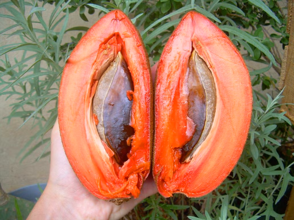 Hồng xiêm ruột đỏ kích thước "khủng" cũng là loại trái cây độc lạ cực hút khách. Ảnh: Danviet.