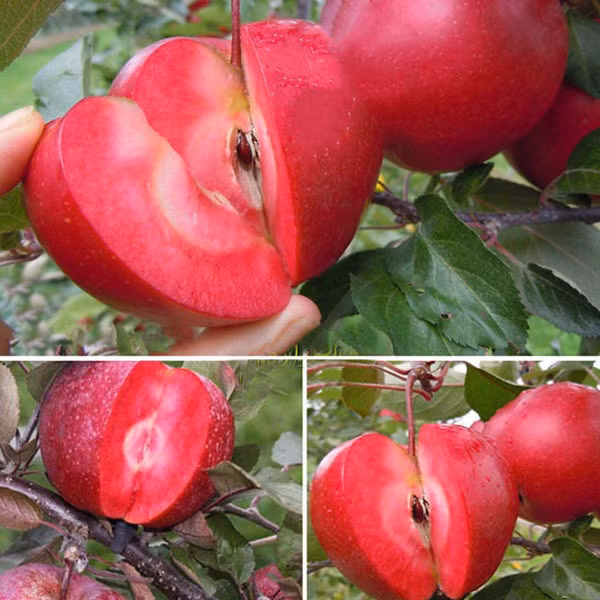 Táo ruột đỏ Redlove được tạo ra bằng cách thụ phấn và ghép. Ảnh: Khuvuonmini.
