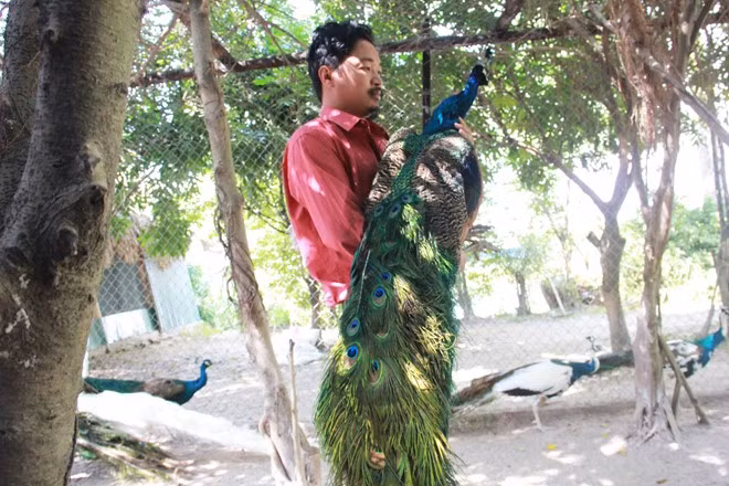 Chim công đột biến gen, chân cao, thân dài, ức nở và mào dài là công quý, rất có giá trị. Tuy nhiên, do đặc thù khí hậu Việt Nam nên tỷ lệ nhân giống được công màu lông đột biến không hề dễ dàng. Ảnh: Saosang. 