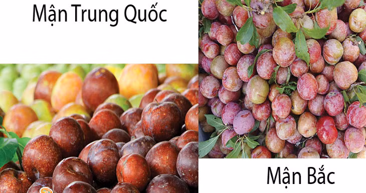 Khi chọn mua mận, bạn nên mua loại mận vẫn còn cuống, lá và đặc biệt là có phấn trắng phủ lớp mỏng trên bề mặt vỏ quả mận. Ảnh: ĐSPL.