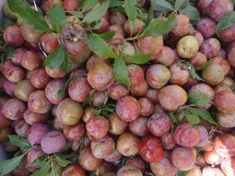 Theo chia sẻ của một số người bán mận lâu năm, mận Việt Nam có màu tím đến tím đậm khi chín, trên bề mặt quả vẫn còn lớp phấn trắng nhìn rất bắt mắt... Ảnh: Tiepthitieudung.