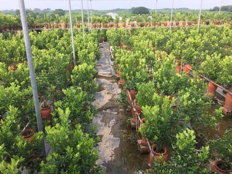 Chăm sóc cây quất thế không hề đơn giản nên hầu như ở làng quất này, không mấy khi thuê người ngoài trong giai đoạn chăm sóc bởi chỉ cần sơ sẩy là hỏng cả vườn.