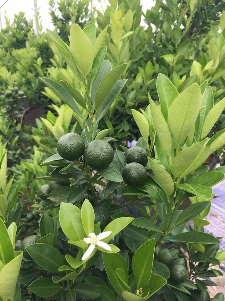 Thời điểm này, những cây quất đã trĩu quả. Một nghệ nhân cho biết, từ tháng 4 tới tháng 6 âm lịch, quất bắt đầu ra hoa kết trái.