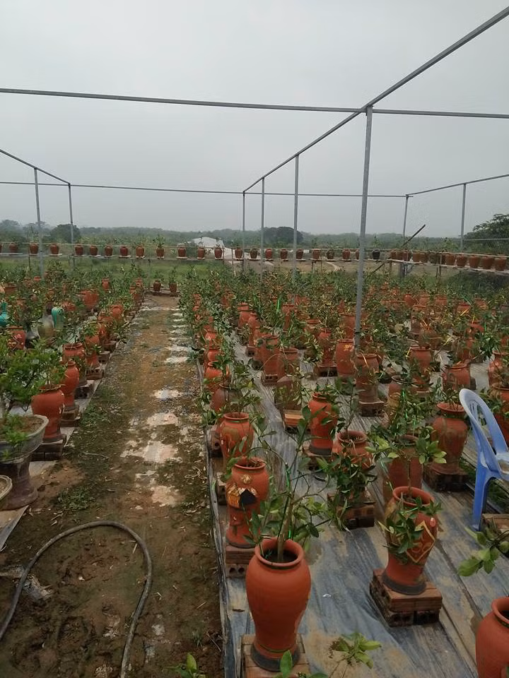 Sau đó, những cành non mọc, lại tiếp tục được chọn lựa và uốn.