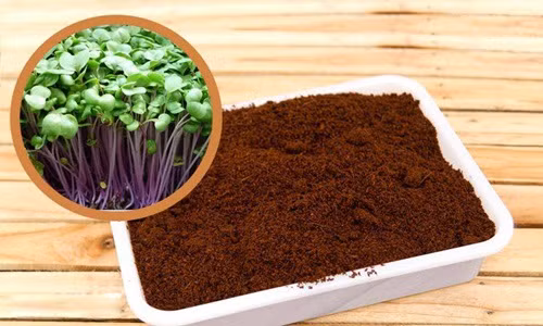 Xơ dừa tươi trước khi trồng sẽ được âm ngủ và xả nước cho hết chất mặn, chất chát có trong xơ dừa. Sau đó sẽ được phơi khô và cất trữ trước khi được đem làm giá thể trồng cây. Xơ dừa không chỉ tốt cho cây trồng mà còn tiện dụng với người làm vườn mà lại hoàn toàn thân thiện với môi trường.
