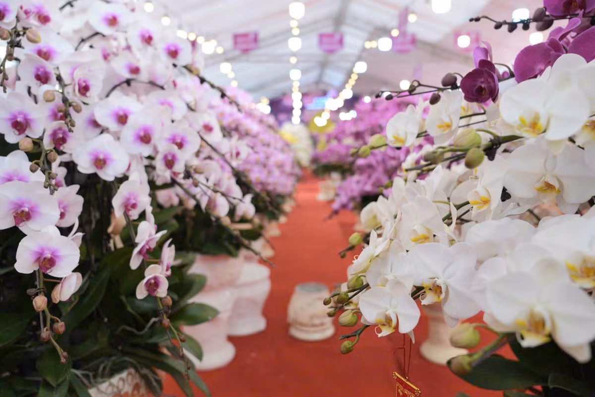 Lan ho diep tien ty, cho “dai gia” mang ve choi Tet