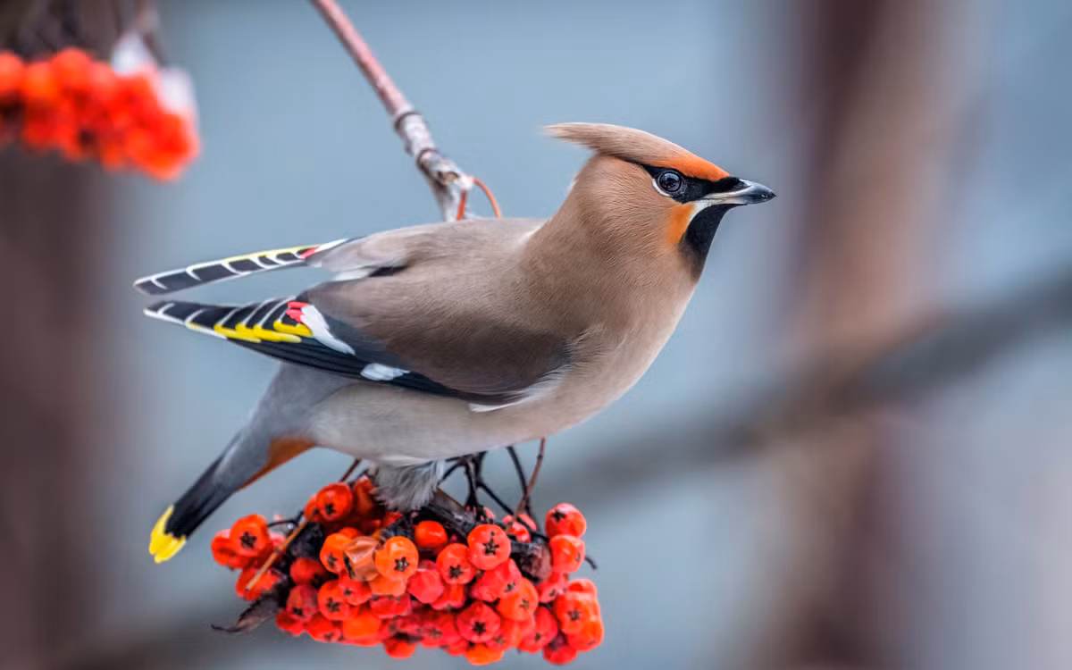 Tuy nhiên, một vài cá thể chim Bohemian Waxwing bị nghiện rượu quá nặng nên có lúc không thể tìm được đường về tổ. Thậm chí, vào năm 2014, một số cá thể của loài chim này đã được các chuyên gia đưa đến cơ sở điều trị và chăm sóc sức khỏe động vật ở Yukon, Canada để giúp chúng cai nghiện rượu.