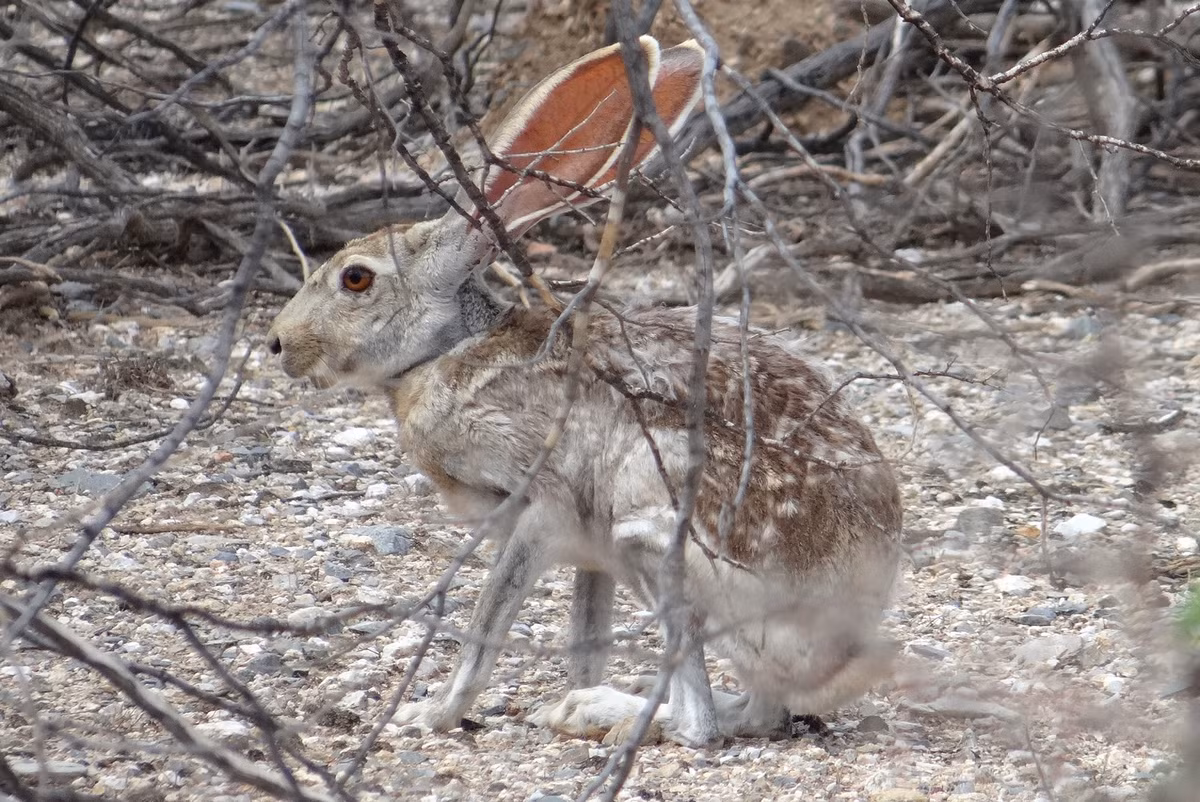 Đôi tai siêu to của loài thỏ Antelope Jackrabbit đóng vai trò quan trọng trong việc điều chỉnh nhiệt độ. Nhờ đôi tai có kích thước lớn, chúng có thể giải phóng nhiệt độ cơ thể và ổn định nhiệt độ của bản thân trong bối cảnh thời tiết ở sa mạc vô cùng khắc nghiệt.