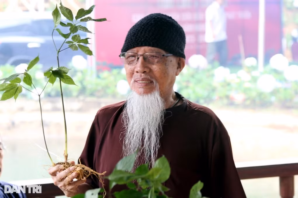 Dược sỹ Đào Kim Long (trong ảnh) là người phát hiện ra sâm Ngọc Linh năm 1973. Theo ông Long, sâm Ngọc Linh có loại kháng sinh thực vật mạnh hơn 20 lần so với thuốc kháng sinh penicillin, tiêu diệt được vi khuẩn, virus. Ảnh: Ảnh: Dân trí.