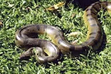 Trăn Anaconda xanh (Eunectes murinus) là một trong những loài rắn khủng nhất thế giới. Chúng chủ yếu phân bố trong các vùng đầm lầy và suối ở Amazon. Khi trưởng thành, cá thể trăn Anaconda xanh có thể đạt chiều dài cơ thể lên tới 10m.