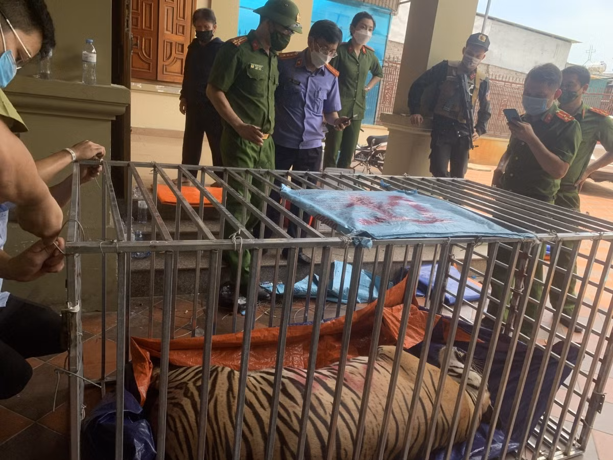 Theo ông Trần Hiền, gây mê trong khi không cân được trọng lượng hoặc dù biết được trọng lượng rõ ràng nhưng bắt buộc lực lượng chức năng ngay tại thời điểm đó phải tiêm liều vượt quá số ký để đảm bảo quá trình cứu hộ chuyển giao được diễn ra an toàn, không gây hại cho người dân nếu bất chợt hổ tỉnh dậy.