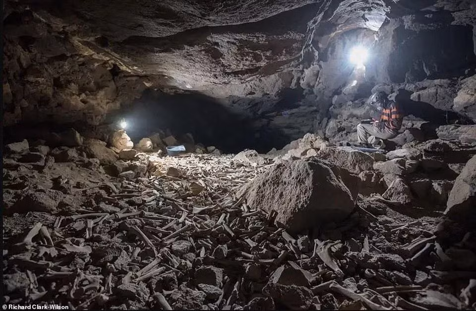 Vì vậy, nhóm chuyên gia phát hiện bên trong hang động cổ có nhiều khoang. Mỗi khoang có hàng chục nghìn bộ xương của con người và động vật.
