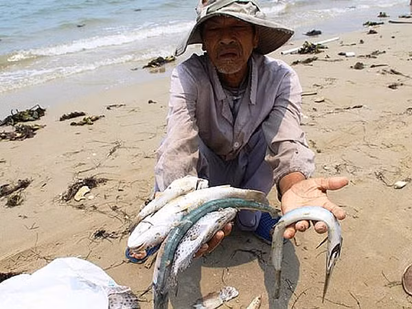 Công bố nguyên nhân, thủ phạm làm cá chết hàng loạt ở miền Trung. Ảnh: NLĐ. Công bố nguyên nhân, thủ phạm làm cá chết hàng loạt ở miền Trung. Ảnh: NLĐ.