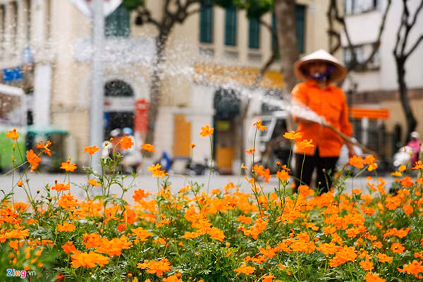 “Chi phí như trên là không thể chấp nhận được”, ông Chung nhấn mạnh và cho biết: "Thành phố đã nhận thức được vấn đề này và yêu cầu tất cả các quận dừng toàn bộ việc cắt tỉa cây hoa cảnh và cỏ tại các vườn hoa. Việc cắt tỉa cây hoa cảnh, cỏ tại các vườn hoa nay chỉ được thực hiện ở xung quanh hồ Hoàn Kiếm và một số vị trí quan trọng khác”.