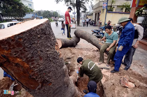 Cũng liên quan đến chi phí đốn hạ cây xanh, theo đơn giá thanh toán sản phẩm dịch vụ công ích đô thị năm 2015 cho lĩnh vực duy trì công viên cây xanh, được áp dụng từ ngày 1/1, để chặt hạ một cây xà cừ có đường kính trên 120 cm, ngân sách thành phố sẽ chi 25 triệu đồng tiền chặt, 10 triệu đồng tiền đào gốc.