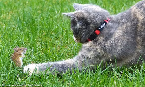 Tom và Jerry đời thực.