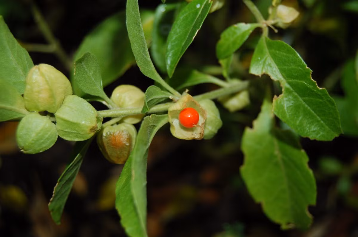 Ashwagandha. Thảo mộc thiên nhiên này là một trong những loại thảo mộc tốt nhất để cân bằng hormone. Tính năng quan trọng nhất của Ashwagandha là có thể kích thích truyền nhiều lượng máu đến cơ quan sinh sản. Phụ nữ khi bước vào thời kỳ mãn kinh nếu được cân bằng hormone sẽ làm giảm nguy cơ trầm cảm và các hệ quả khác.