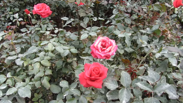 Lang hoa Tay Tuu ruc ro nhung ngay can Tet-Hinh-6