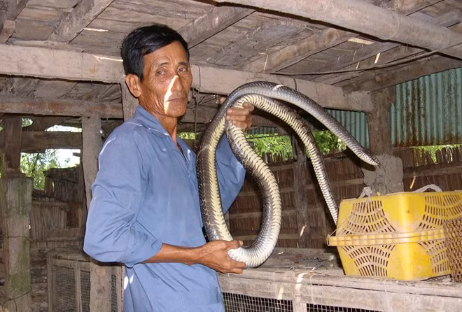 Nguoi mien Tay lao dao khi TQ ngung thu mua ran?