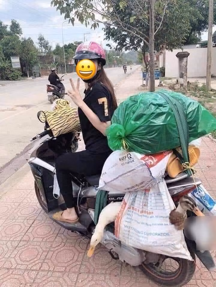 Hình ảnh một cô gái chở núi thực phẩm sau kỳ nghỉ lễ đang thu hút sự chú ý của cư dân mạng. Theo hình ảnh đăng tải, nữ chính lúc này đang vui vẻ tạo dáng trên chiếc xe máy chở nào là gà vịt, đồ đạc cá nhân cùng hai bao tải lớn buộc chắc chắn đằng sau.