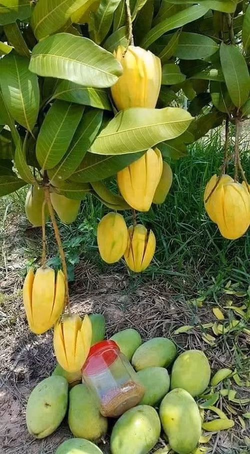 Dù có ngăn cấm thế nào nhưng nhà nào có cây xoài cũng trở thành tâm điểm thu hút sự tụ tập của những tên "trộm xoài", chúng còn canh chủ vắng nhà và xử lý luôn tại chỗ.