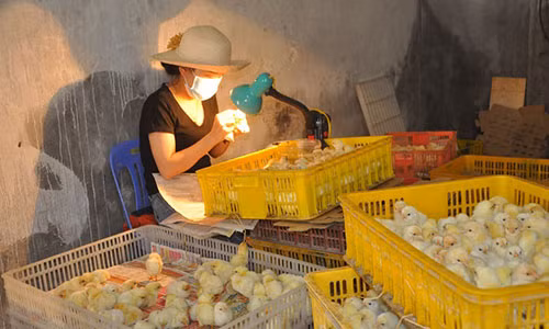 Nghe la moi ngay kiem ca trieu dong nhung it nguoi lam