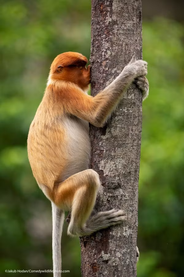 Chia sẻ về bức ảnh đạt giải Highly Commended, tác giả Jakub Hodan nói: "Không rõ con khỉ đang ngoái mũi hay hôn cây nữa. Cây cối có vai trò quan trọng trong cuộc sống của loài khỉ".