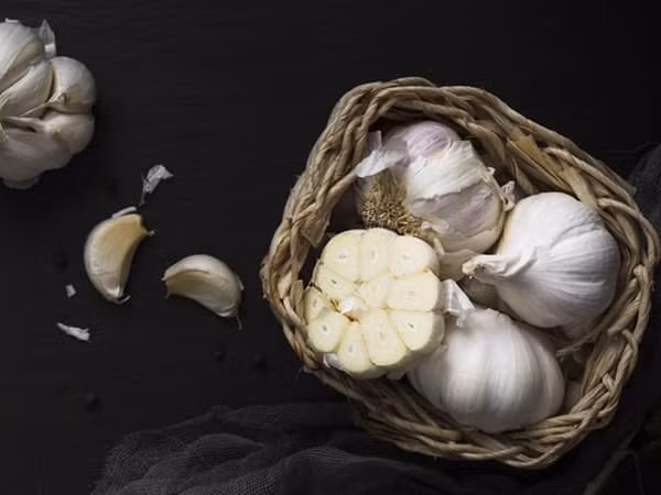 Tỏi có tác dụng giảm loét miệng nhờ sự hiện diện của allicin, một hợp chất hoạt tính sinh học có đặc tính kháng viêm, kháng khuẩn và khử vi trùng.