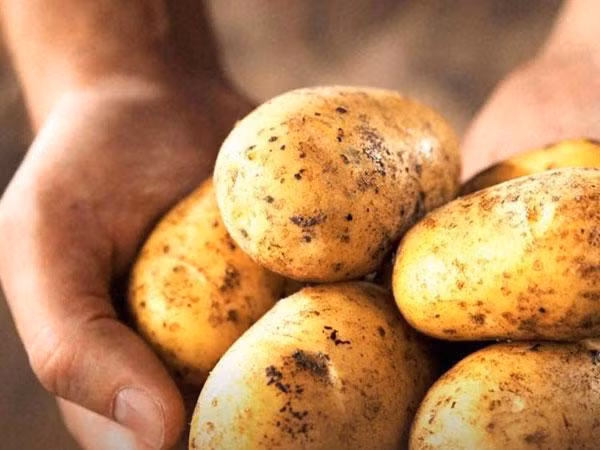 Mặt nạ sữa chua, khoai tây và mật ong giúp cải thiện tình trạng thâm mụn và giúp da đều màu.