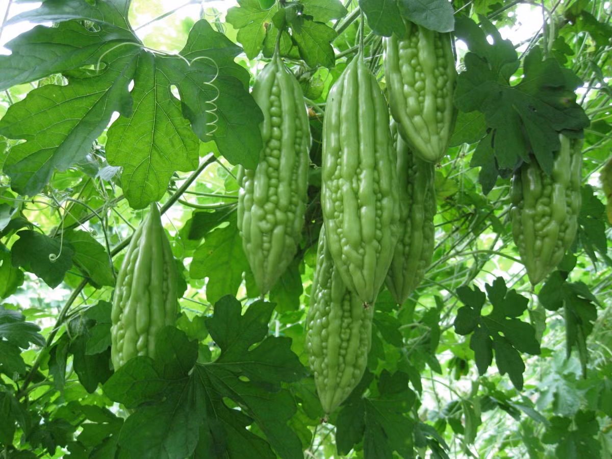 Do đó, người được chỉ định mổ nên ngừng ăn mướp đắng ít nhất 2 tuần trước và sau thời gian phẫu thuật dự kiến. Ảnh: vccloud.
