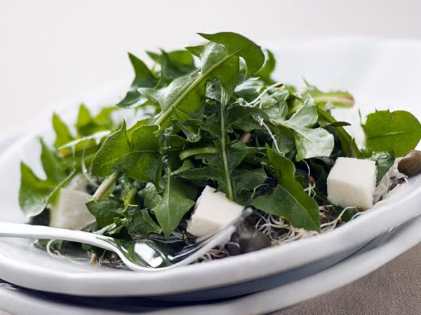 Rễ cây bồ công anh. Rễ Bồ công anh là một trong các thảo dược giải độc tốt nhất. Nó loại thải các chất cặn bã ở gan và túi mật, kích thích thận thải độc tố qua nước tiểu và kích thích giải độc tố đều đặn do nhiễm trùng hoặc chất ô nhiễm. Món rau trộn làm từ lá có thể dùng để giải độc.