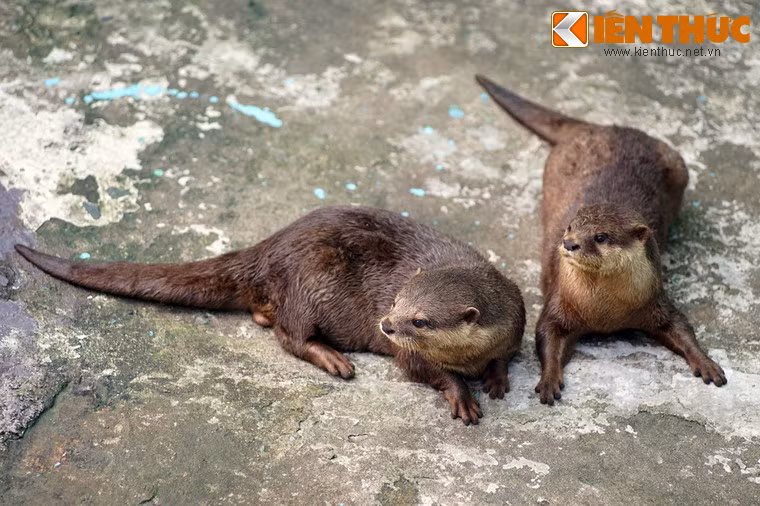 Môi trên, má, họng và cổ của loài vật này màu trắng sữa, kéo đến ngực. Lông bụng mầu sáng hơn trên lưng. Đặc điểm nổi bật khác với các loài rái cá khác là đuôi dẹp ra hai bên dáng mái chèo.