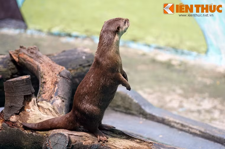Rái cá lông mượt có thân hình dài mềm dẻo. Mõm ngắn hơi dẹp bề ngang, đầu tương đối tròn. Màng bơi da trần phủ hết ngón. Vuốt dài, sắc. Tai lớn hơn tai rái cá thường, vành tai tròn, có nắp che lỗ tai. Bộ lông mầu xám đến nâu hung, gần giống rái cá thường nhưng lông dài và mịn mượt hơn.