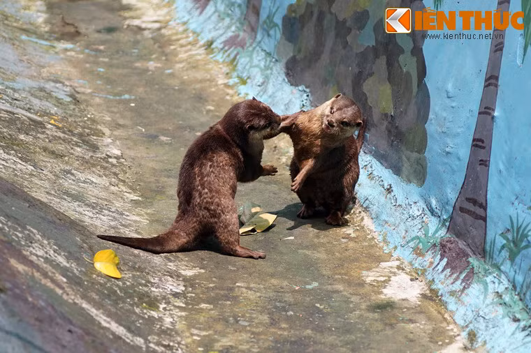 Đây là một loài vật rất lanh lợi, ưa leo trèo, chạy nhảy, bơi lội và đùa giỡn với đồng loại.