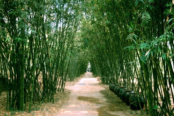  Về với thiên nhiên làng Tre Phú An: Nằm trong khu bảo tồn hệ sinh thái tre đầu tiên tại Việt Nam, làng Tre Phú An là điểm đến quen thuộc của những người thích phong cảnh thôn quê. Phú An lưu giữ khoảng 1.500 bụi tre với 300 mẫu tre, trúc, nứa thuộc 17 giống tre (chiếm 90% giống tre của Việt Nam), trong đó có nhiều loại quý hiếm như mai ống, vàng sọc, ngà, lồ ô vàng, mạnh tông. Ảnh MIA