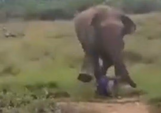 Cố gắng thôi miên voi, người đàn ông nhận kết kinh hoàng - Hình 5 Co gang thoi mien voi, nguoi dan ong nhan ket kinh hoang-Hinh-5
