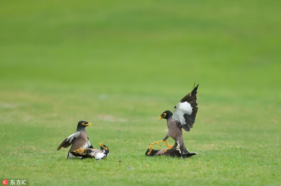 Chim sáo chiến đấu tập thể kịch tính trên sân golf - Hình 4 Chim sao chien dau tap the kich tinh tren san golf-Hinh-4