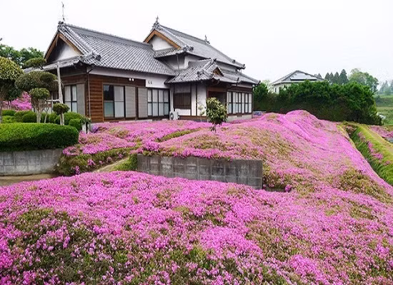 Quá đau lòng khi cảm thấy vợ buồn bã, ông Kuroki đã bắt đầu tìm cách thu hút du khách đến nhà của họ đến xem vườn hoa shibazakura hồng để làm vợ vui vẻ.