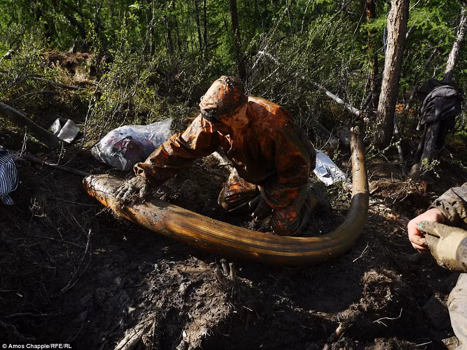 Sâu bên dưới lớp băng vĩnh cửu của Siberia, hài cốt của loài voi ma mút khổng lồ nằm đó hàng ngàn năm, được bảo tồn gần như hoàn hảo. Thế nhưng ngày nay, những kẻ săn trộm bắt đầu đào bới chúng lên. Trong những năm gần đây, thợ săn ngà voi bắt đầu truy tìm ngà voi ma mút lông xoăn đã tuyệt chủng, với một ngà có thể bán với giá 30.000 USD (hơn 680 triệu đồng). Tuy nhiên, việc khai quật ngà voi không hề dễ dàng.
